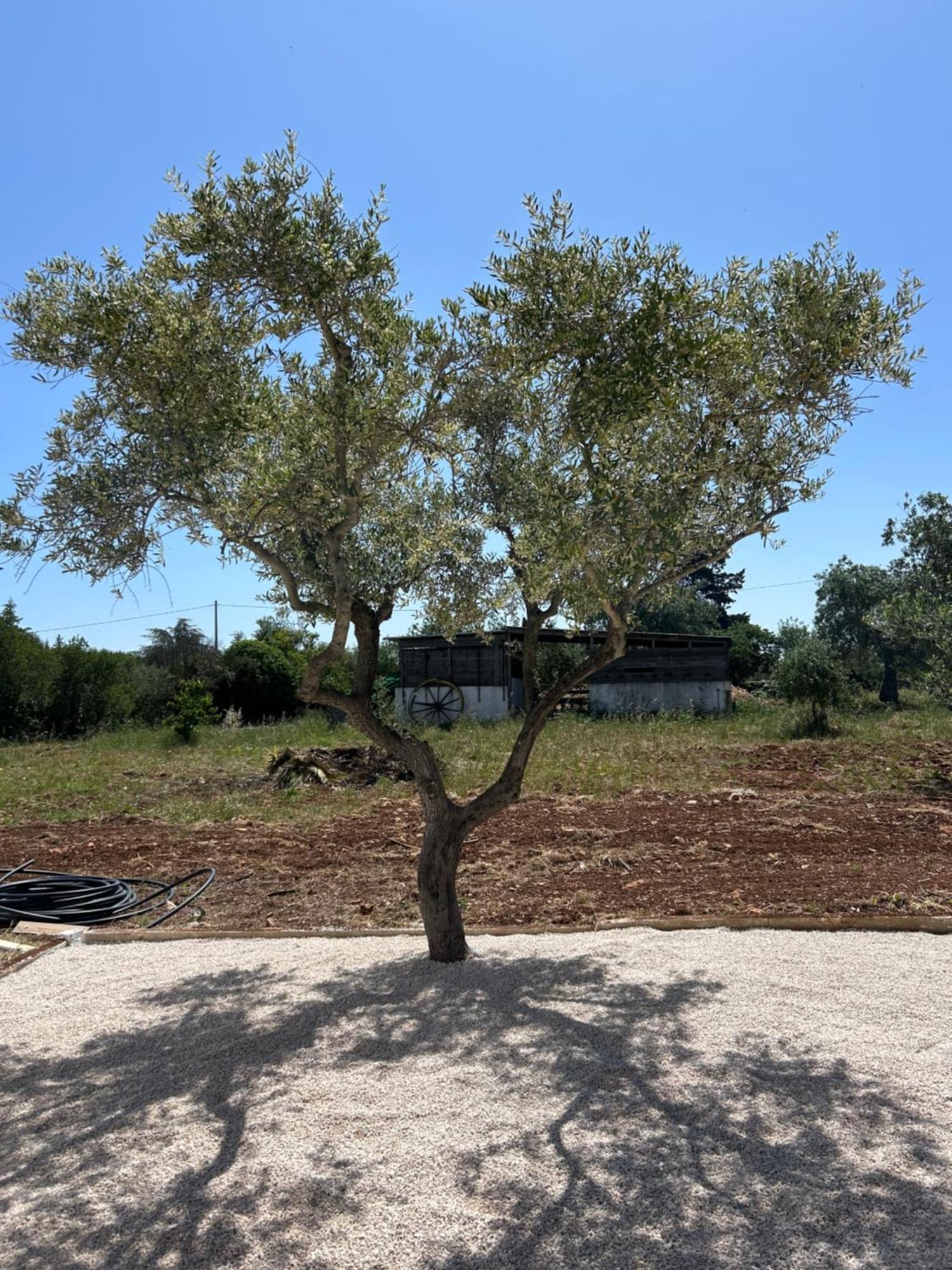 בית הארחה Trulli In Contrada - מונופולי מראה חיצוני תמונה